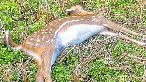 लाखनी : शिवणी शेतशिवारात मृतावस्थेत पडलेले हरिण. 