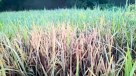 Harvesting Of Paddy In Ajara Begins Kolhapur Marathi News