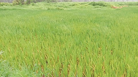 माणगाव : संततधारेमुळे भातपीक पिवळे पडत आहे.