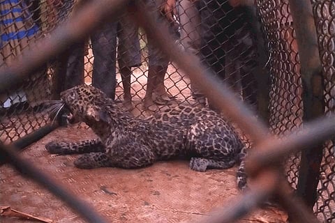 ratnagiri Forest Department  Life saving female of leopard