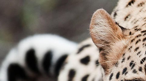 leopard