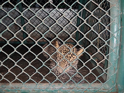 The forest department was able to rescue the leopard from the well at Devrukh