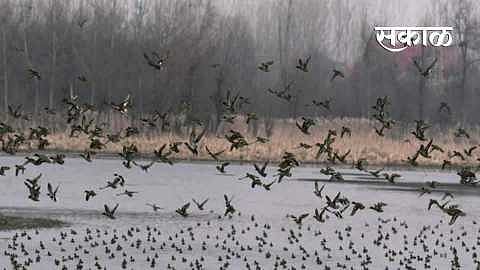 Akola Marathi News- Danger of bird flu; Samples of 350 parties are negative
