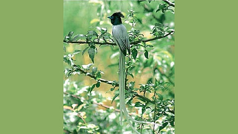 अनोख्या पक्षिजगताची सफर आजपासून 