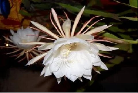 health benefits of brahmkamal