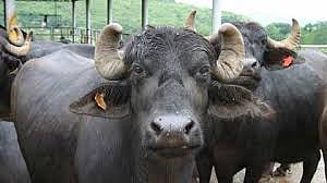 buffalo.jpg