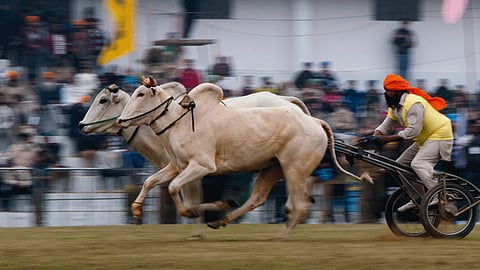 bullock cart race 