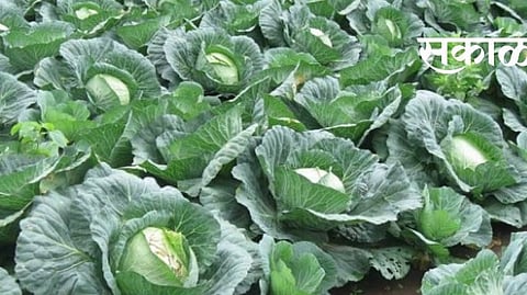 Cabbage