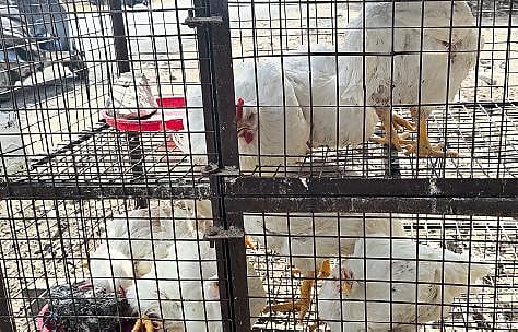 Take the chicken, for only 5 rupees