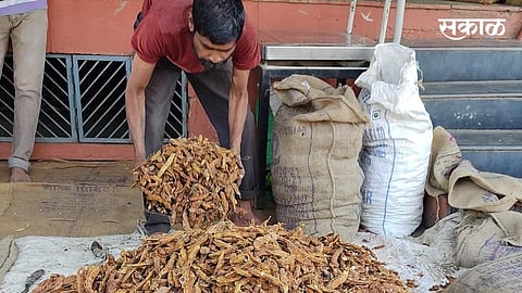 The Inward Of The Tamarind To Gadhinglaj Kolhapur Marathi News