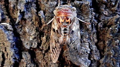 cicada.jpg