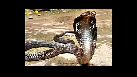 daughter in law and lover got her mother in law killed by snake at rajsthan