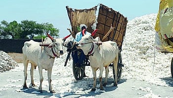 cotton