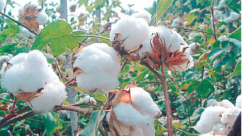 कापूस निर्यातीत ३१ टक्के घट होणार