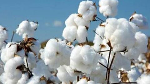 cotton