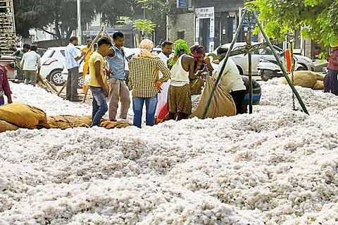 cotton rate decreases in private market in yavatmal  