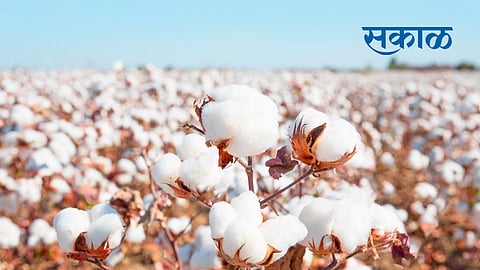 cotton rate increases in private market in yavatmal