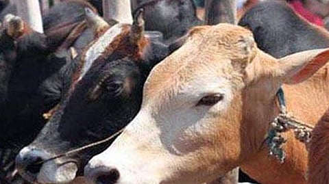 cow
