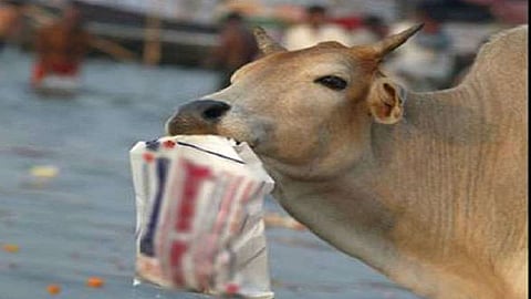 buffalo stomach 45 kg wastage in konkan but lost her baby in this operation in ratnagiri