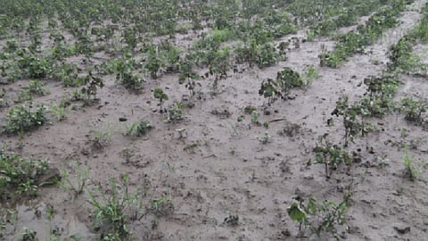 Akola News: No panchnama, no help, farmers Diwali will go in the dark