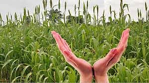 crop insurance.jpg
