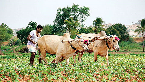 crop loan.jpg