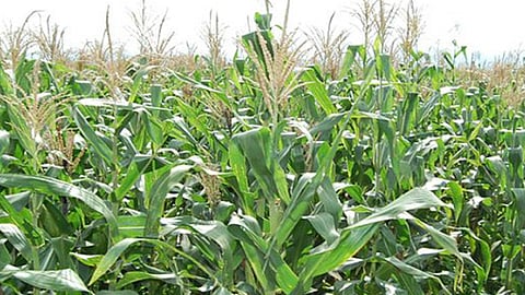 crop-resources