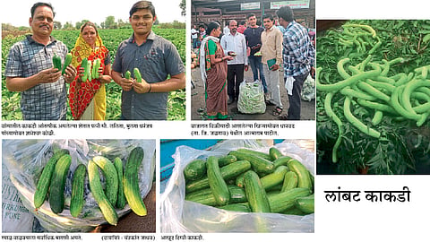 रसदार उन्हाळी काकडी अर्थकारणाला देतेय बळ