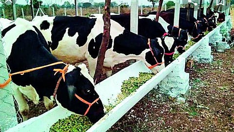 Two lakh animal's in danger in Valva taluka; Many doctors are corona positive