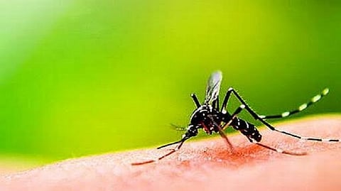 Dengue