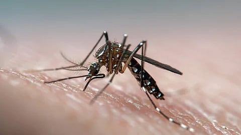 Dengue 