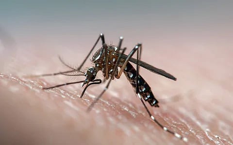 Dengue in the area with rashine