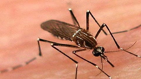 dengue, malaria, chikungunya