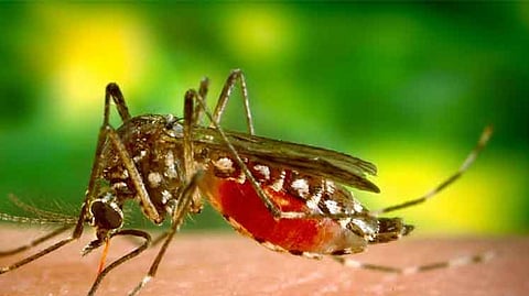 Dengue-