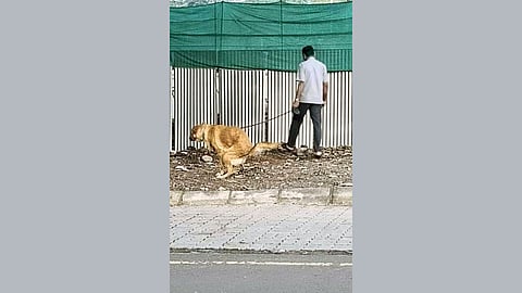 dog