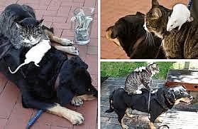Rats and cats took the bite of five and a half thousand citizens