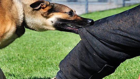 small boy dies in attack by stray dogs in Nagpur rural