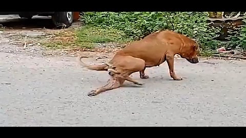 कुत्रा करतो पाय मोडल्याची ऍक्‍टींग 