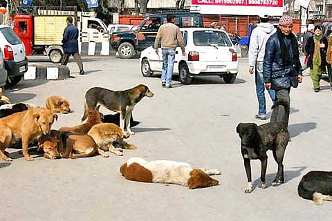 dogs.