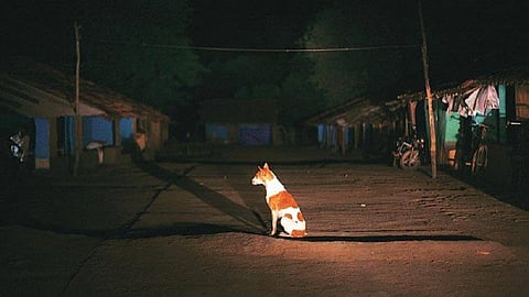 dogs in the area disappeared