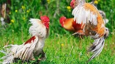 police raid on hens fight in Yavatmal district  