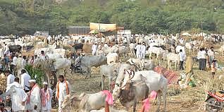 janavar bajar