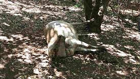 अरेरे ! महाबळेश्‍वरला सहा जनावरांचा मृत्यू 