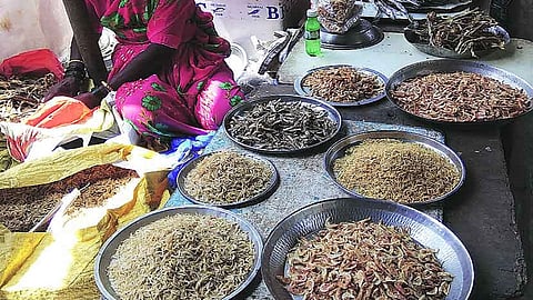dry fish