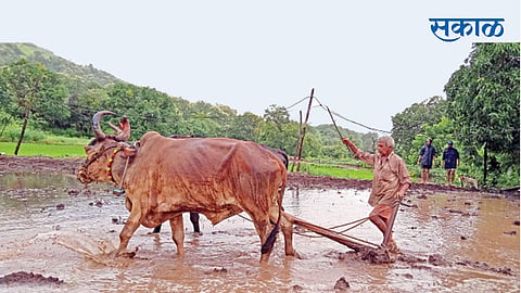 farmer