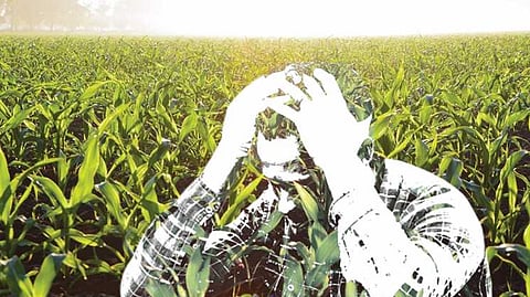 Farmer commits suicide