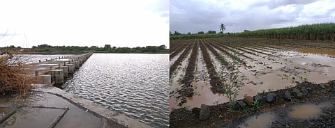Rain water in field obstructions in Akkalkot taluka