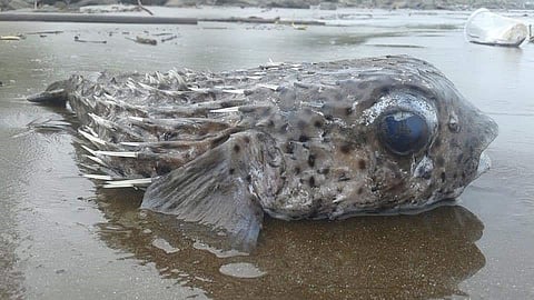 fish