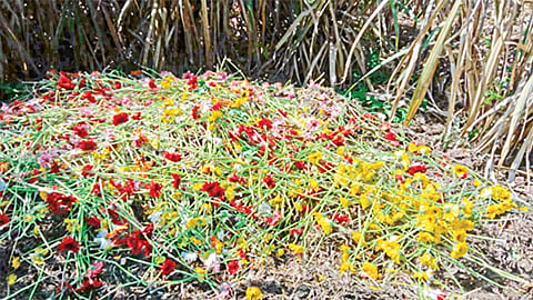 farmer in critical condition because flowers market Los