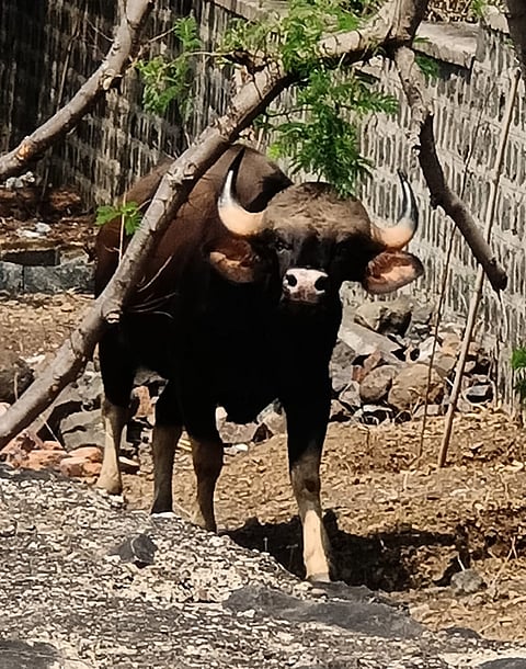 A herd of gaur entered the shankeshwar city 